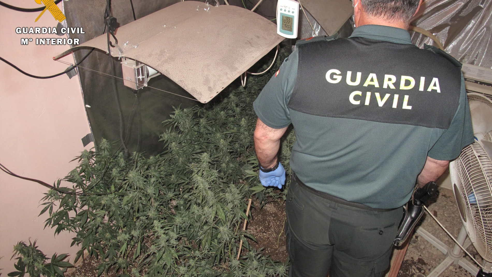 Un agente de la Guardia Civil en una plantación de marihuana