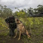 A counter-narcotics police officer and his dog takes cover while a helicopter takes off from a coca field during a manual eradication operation in Tumaco, southwestern Colombia, Wednesday, Dec. 30, 2020. (AP Photo/Ivan Valencia)