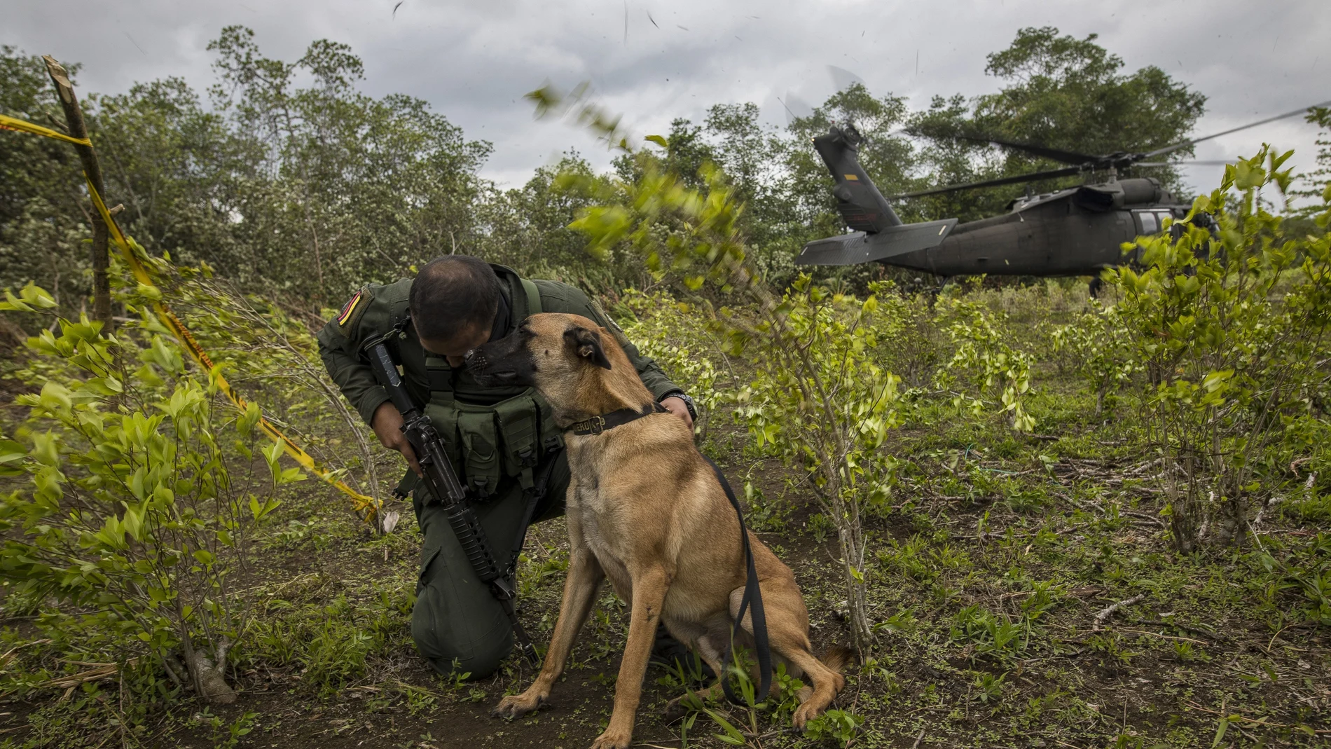 A counter-narcotics police officer and his dog takes cover while a helicopter takes off from a coca field during a manual eradication operation in Tumaco, southwestern Colombia, Wednesday, Dec. 30, 2020. (AP Photo/Ivan Valencia)