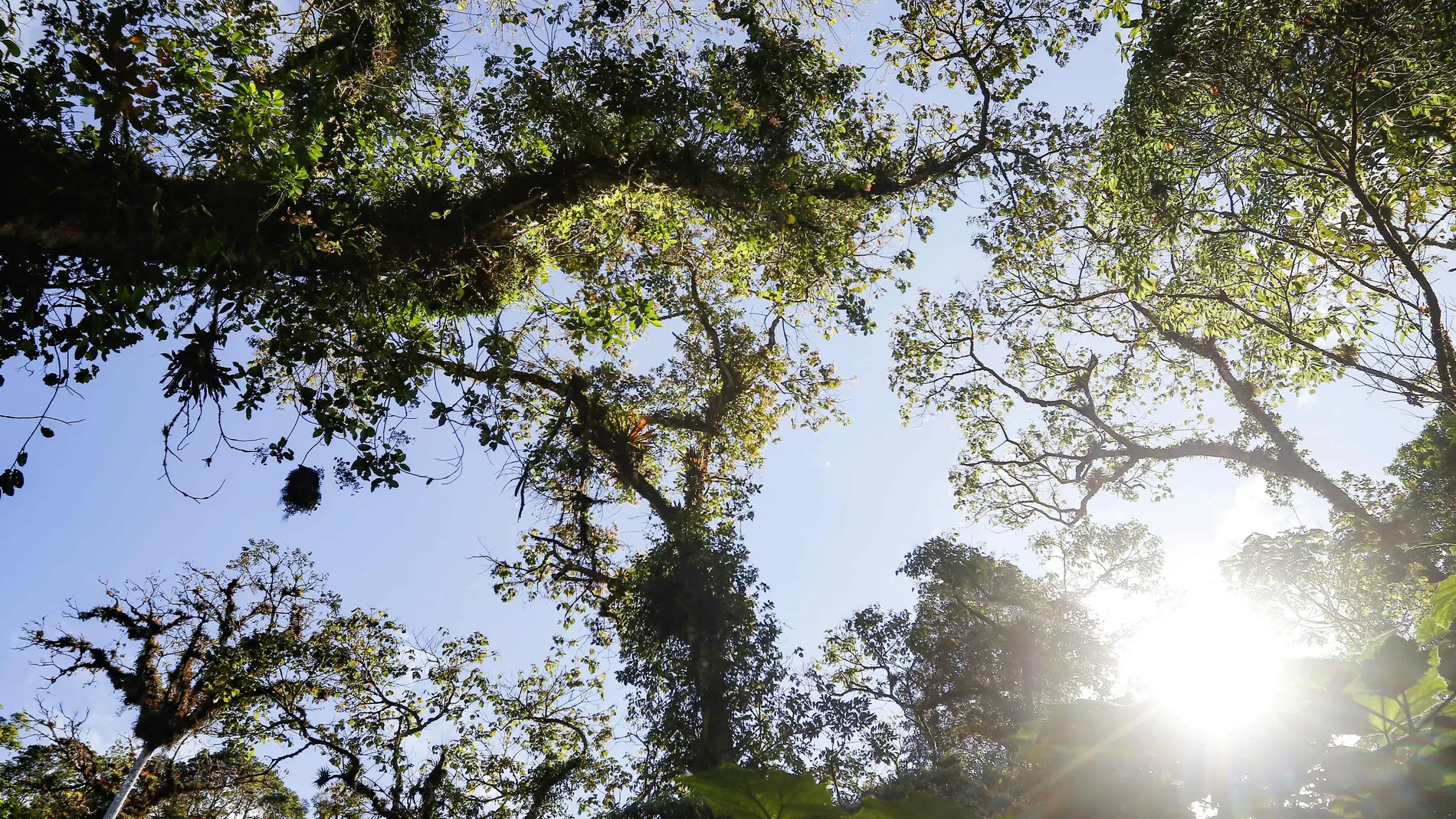 AME7403. SAN JOSÉ (COSTA RICA), 31/12/2020.- Vista del bosque nuboso Palo Verde, una reserva natural ubicada en el centro de Costa Rica, con una basta biodiversidad, que alberga una centena de aves y gran cantidad de senderos para la caminata en la provincia de Cartago (Costa Rica). El Bosque Nuboso Palo Verde, una reserva natural ubicada en el centro de Costa Rica, se convierte en un rincón lleno de biodiversidad, con el ingrediente especial de caminatas y senderos para el avistamiento de más de una centena de aves. EFE/Jeffrey Arguedas