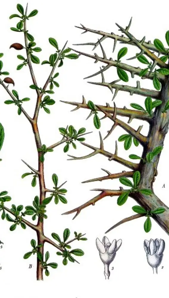 Ilustración de las ramas de la Commiphora Myrra. Tiene espinas para mantener mejor la humedad.