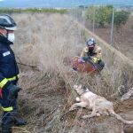 Rescatado un perro atrapado en un pozo en Librilla