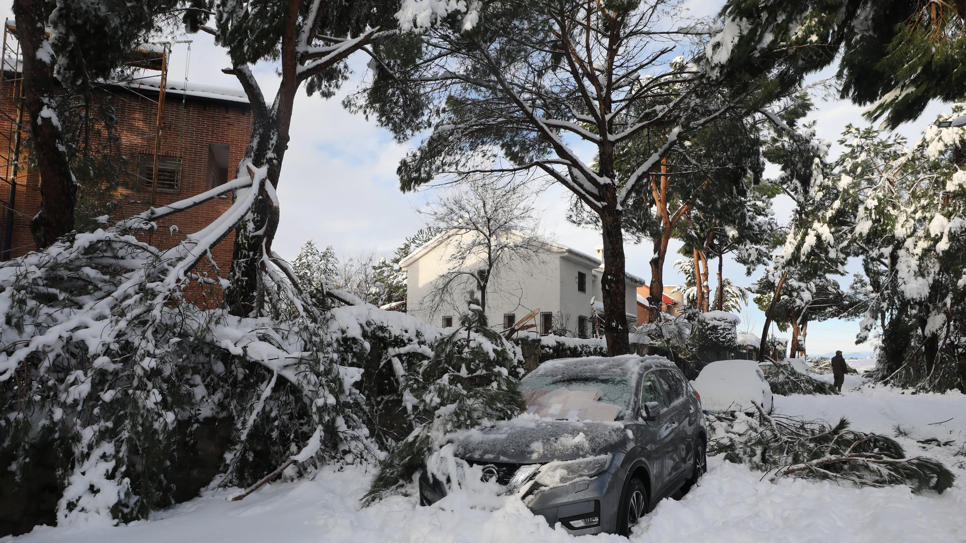 Los pinos de esta urbanización madrileña no aguantaron el peso de la nieve y se rompieron sobre los coches