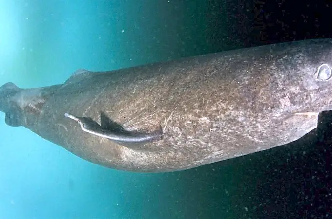 El animal más longevo del mundo: un tiburón de casi 500 años
