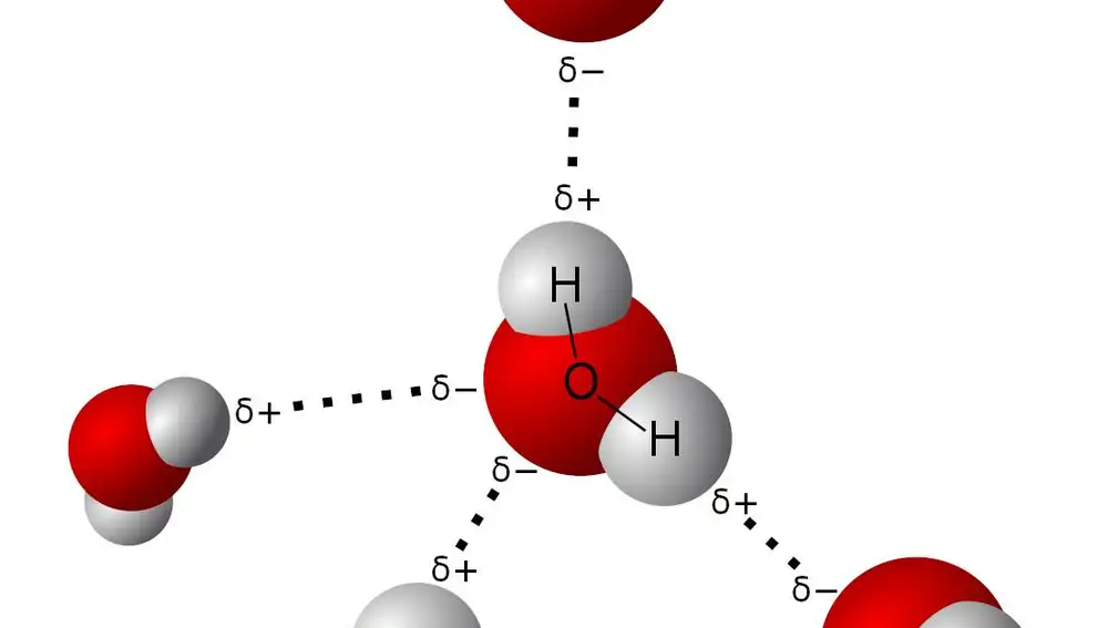 Representación de cinco moléculas de agua orientadas por sus puentes de hidrógeno. En cada molécula la esfera roja representa el átomo de oxígeno, y las dos esferas blancas, los átomos de hidrógeno. Las cargas positivas se acumulan en los hidrógenos, y las negativas en la parte del oxígeno más alejada de éstos. Cada molécula, pues, procura orientar sus hidrógenos hacia el oxígeno de una molécula vecina. Los puentes de hidrógeno están aquí representados por líneas de puntos.