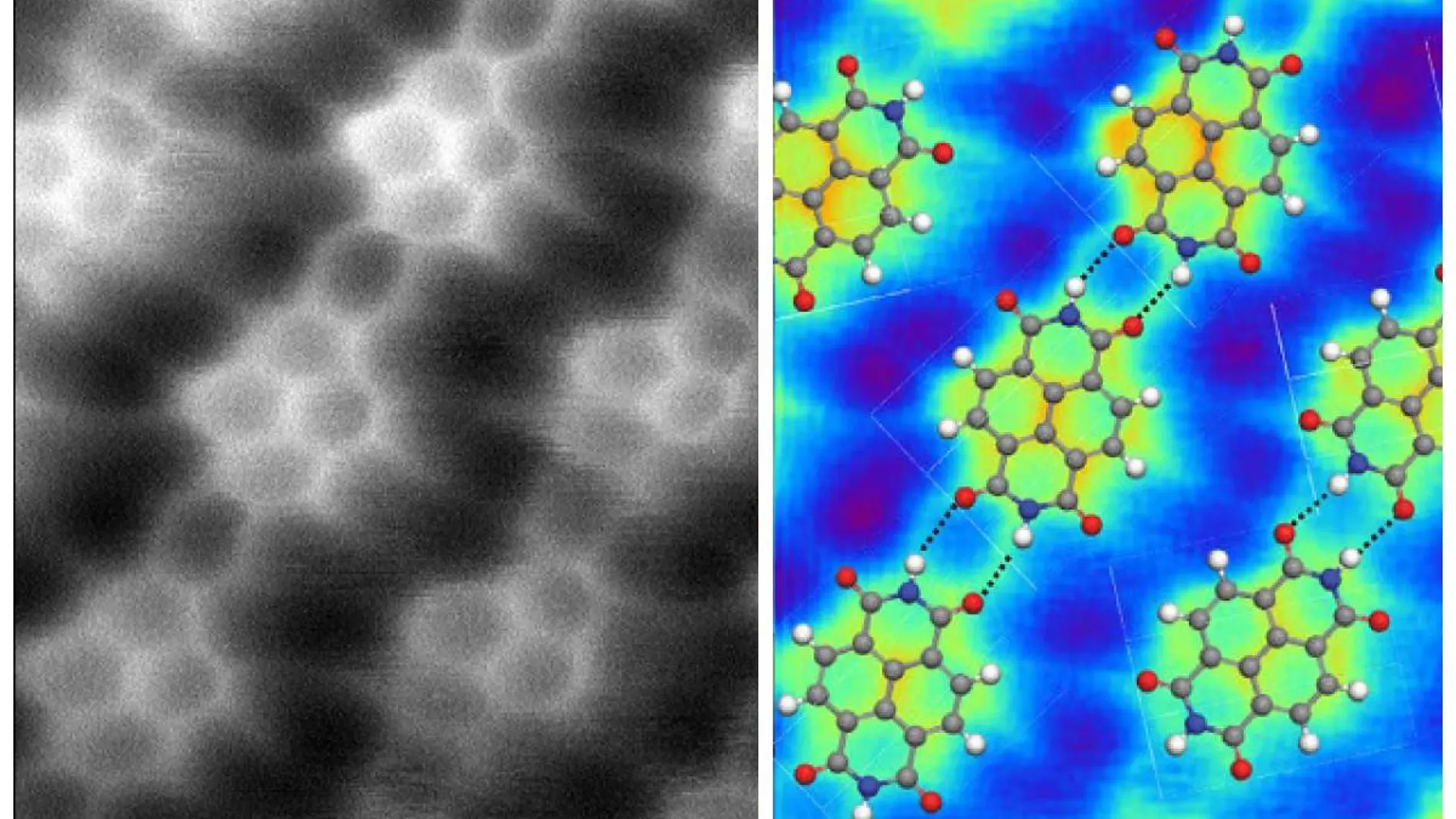 A la izquierda vemos una imagen de varias moléculas de diimida naftalenotetracarboxílica mediante microscopio de fuerza atómica. A la derecha vemos una simulación de ese mismo sistema, en la que la posición de los átomos se ha señalado mediante pelotas de colores: las pelotas grises son átomos de carbono, las blancas de hidrógeno, las rojas de oxígeno y las azules de nitrógeno. Las moléculas están unidas entre sí mediante puentes de hidrógeno, señalados mediante líneas de puntos, que conectan un átomo de nitrógeno y uno de oxígeno. En la imagen de la izquierda las regiones brillantes representan la posición de los electrones y, como vemos, nos permiten visualizar perfectamente los enlaces covalentes del interior de las moléculas. Sin embargo, vemos también que son perfectamente visibles los puentes de hidrógeno, como si en ellos hubiera un electrón “llenando el hueco” entre los átomos. Todo indica que en este caso se trata de un producto de la técnica experimental, que “inyecta” electrones en ese hueco, pero esto revela la existencia real de un puente entre el nitrógeno y el oxígeno, aunque en condiciones normales esté casi vacío.