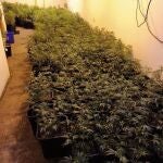 Plantas de marihuana decomisadas de un local en el distrito barcelonés de Sant Martí, en Barcelona. AYUNTAMIENTO DE BARCELONA