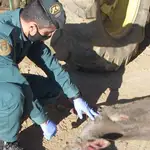 Corzo muerto hallado por la Guardia Civil en un maletero de un vehículo