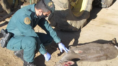 Corzo muerto hallado por la Guardia Civil en un maletero de un vehículo