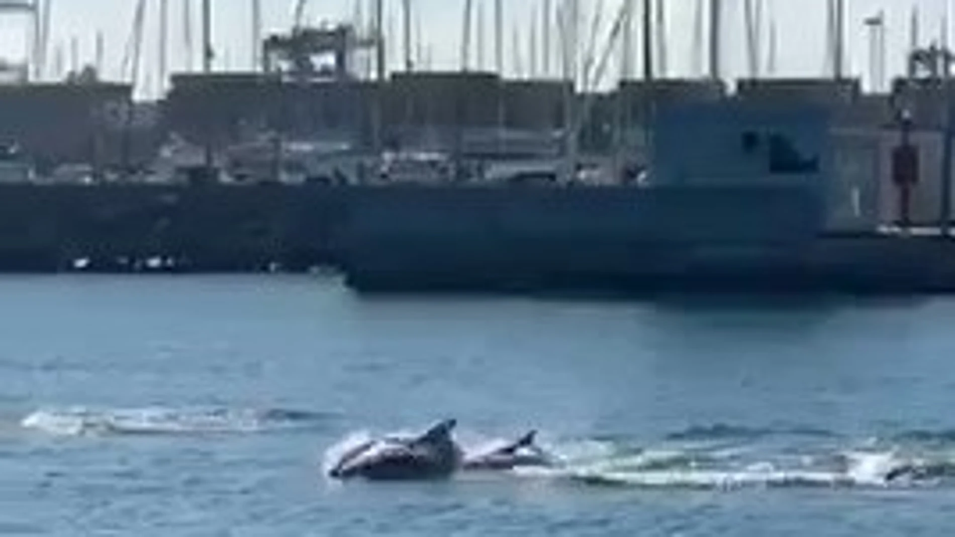 Un grupo de delfines visita la Marina de Valencia
