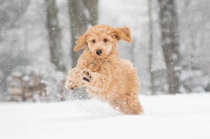 Los animales, al igual que los humanos, también pueden sufrir problemas relacionados con el frío extremo y la nieve.