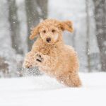 Los animales, al igual que los humanos, también pueden sufrir problemas relacionados con el frío extremo y la nieve.