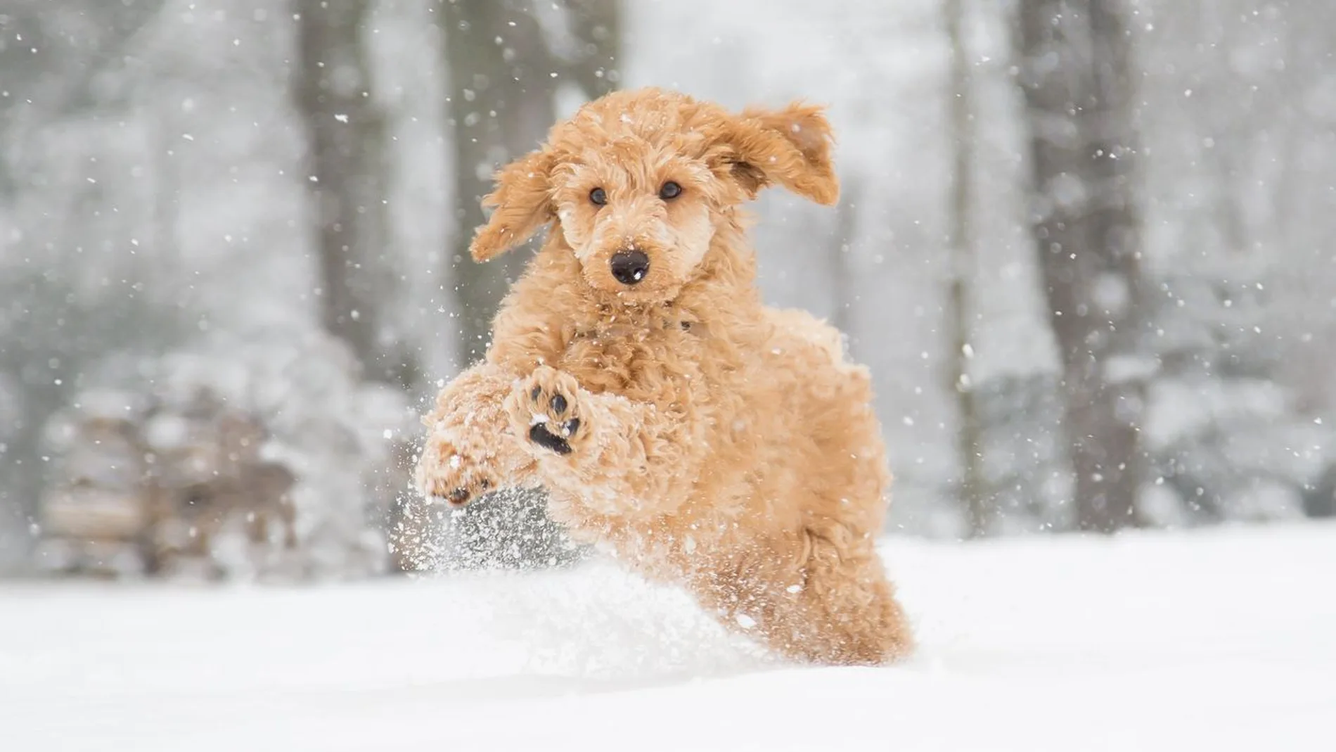 Los animales, al igual que los humanos, también pueden sufrir problemas relacionados con el frío extremo y la nieve.