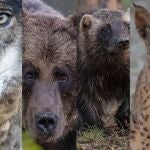 Montaje de grandes carnívoros como el lobo, el oso pardo o el lince