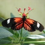 Una mariposa de la especie Heliconius melponese