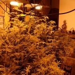 Plantación de marihuana desmantelada en Fernán NúñezGUARDIA CIVIL20/01/2021