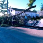 El temporal de viento ha tirado árboles en Lorca