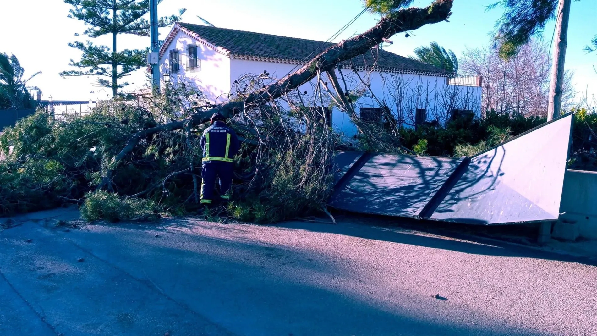 El temporal de viento ha tirado árboles en Lorca