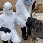 El Refugio busca a una familia que quiera ayudar a la perrita "Alpha". Su dueño ha fallecido por coronavirus