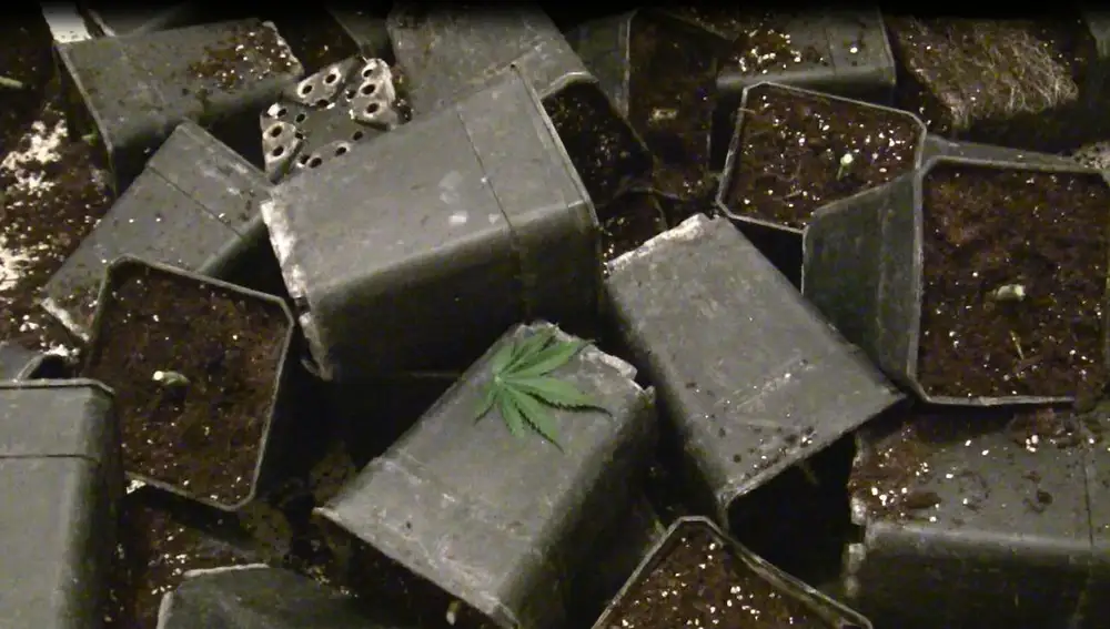 La Guardia Civil se ha incautado de miles de plantas de marihuana