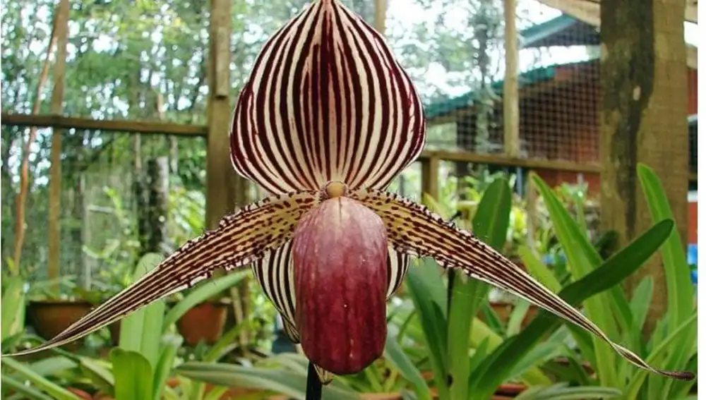 Orquídea de Oro de Kinabalu