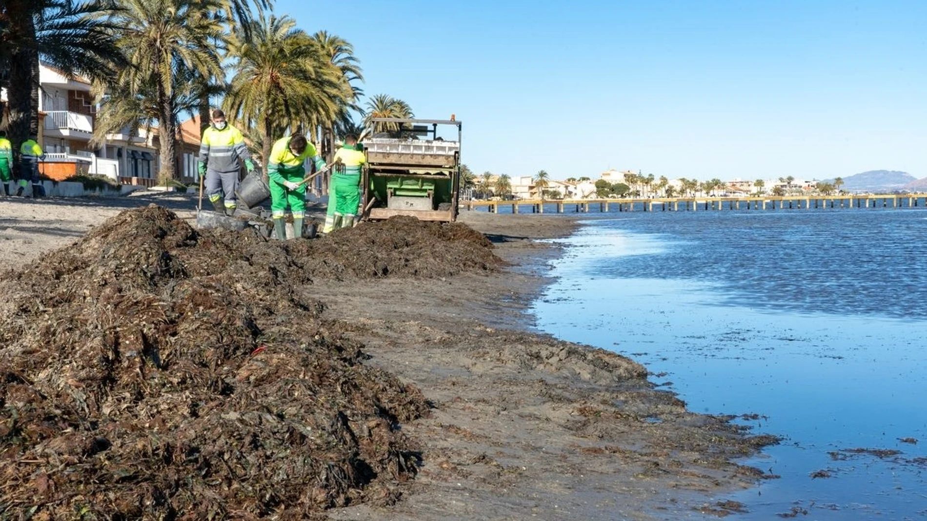 Una decena de operarios continúa con la limpieza de arenales del Mar Menor