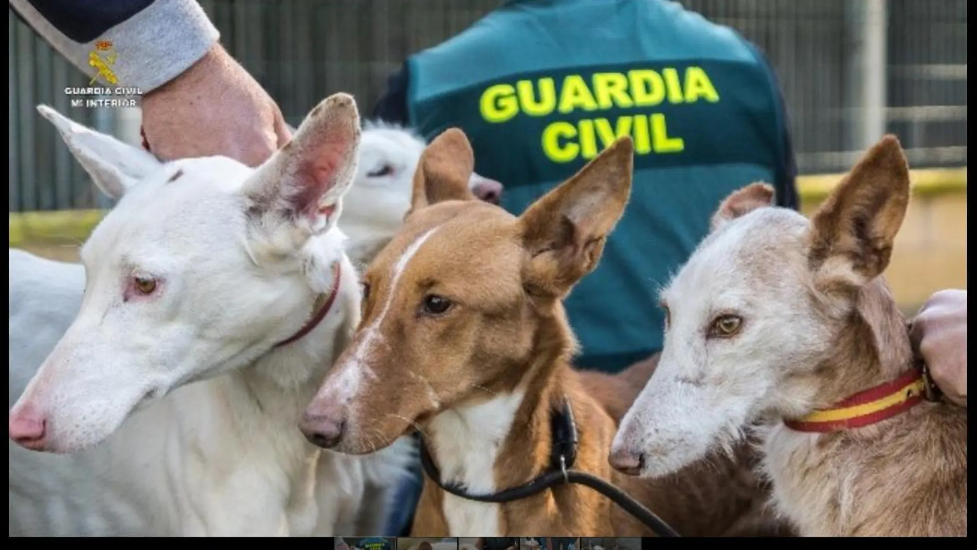 Algunos de los perros recuperados
