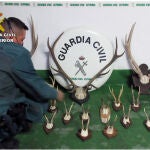 La Guardia Civil de la Región de Murcia se ha incautado en Águilas de 17 trofeos de caza mayor