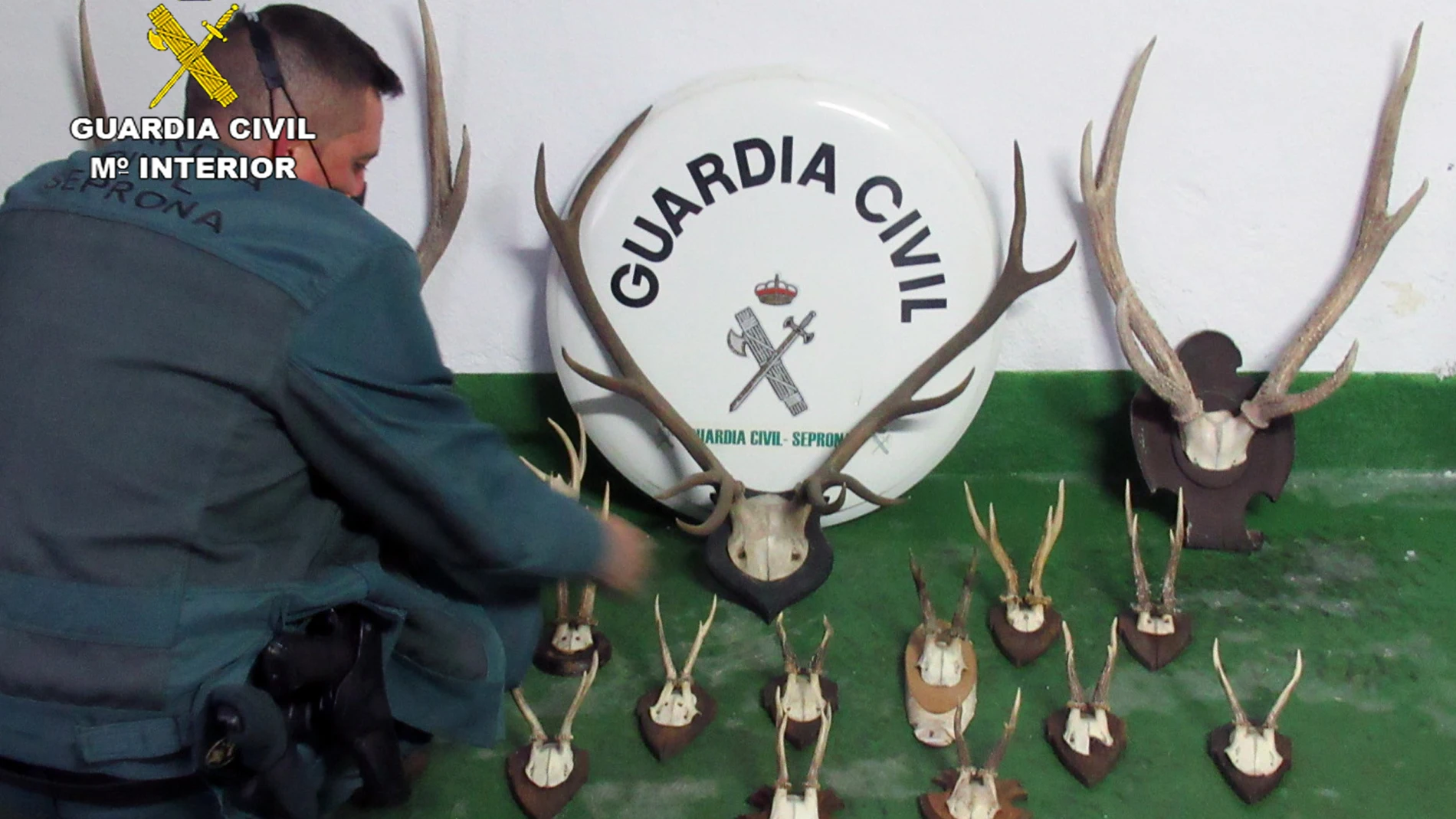 La Guardia Civil de la Región de Murcia se ha incautado en Águilas de 17 trofeos de caza mayor