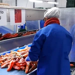 Trabajadoras de una empresa almeriense del sector agroalimentario preparan pimientos para su exportación a EEUU. JUNTA DE ANDALUCÍA