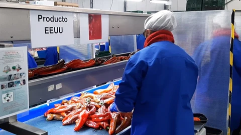 Trabajadoras de una empresa almeriense del sector agroalimentario preparan pimientos para su exportación a EEUU. JUNTA DE ANDALUCÍA