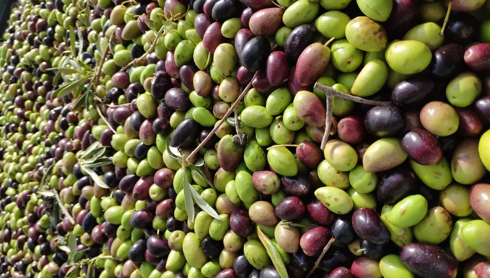 Las aceitunas contienen más de 200 compuestos bioactivos, entre los que destacan los polifenoles, con reconocidas propiedades antioxidantes y antiinflamatorias.