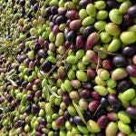 Las aceitunas contienen más de 200 compuestos bioactivos, entre los que destacan los polifenoles, con reconocidas propiedades antioxidantes y antiinflamatorias.