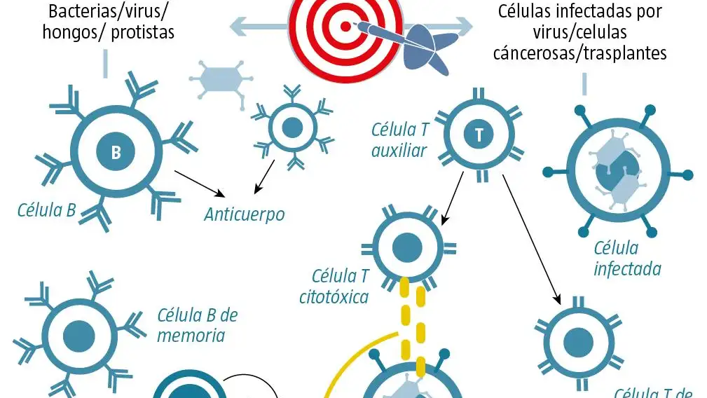 Inmunidad adquirida