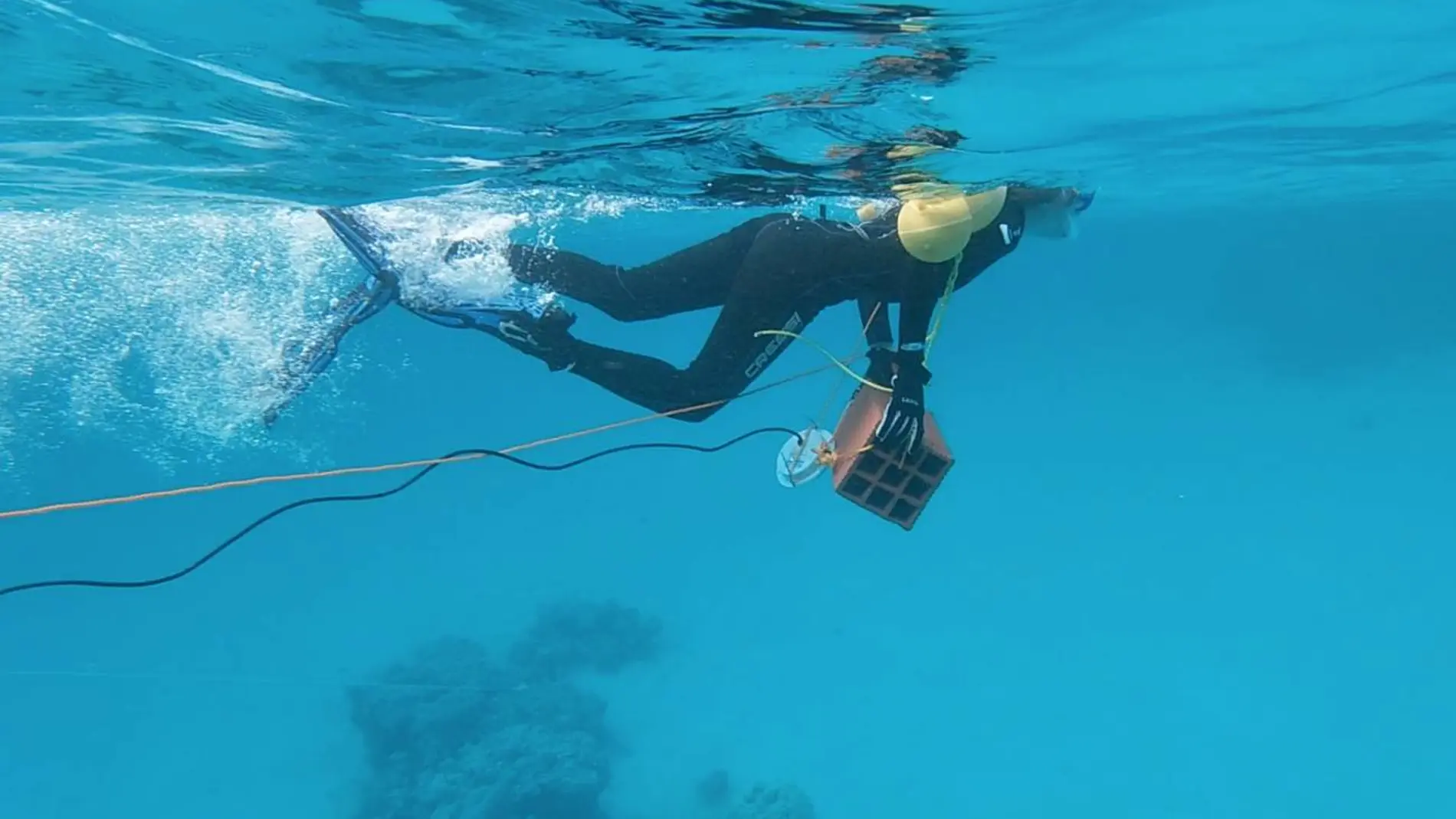 La contaminacion acustica perturba la vida en los oceanos