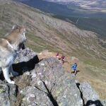 Un ejemplar de lobo observa a unos atletas que compiten un trial en la montaña