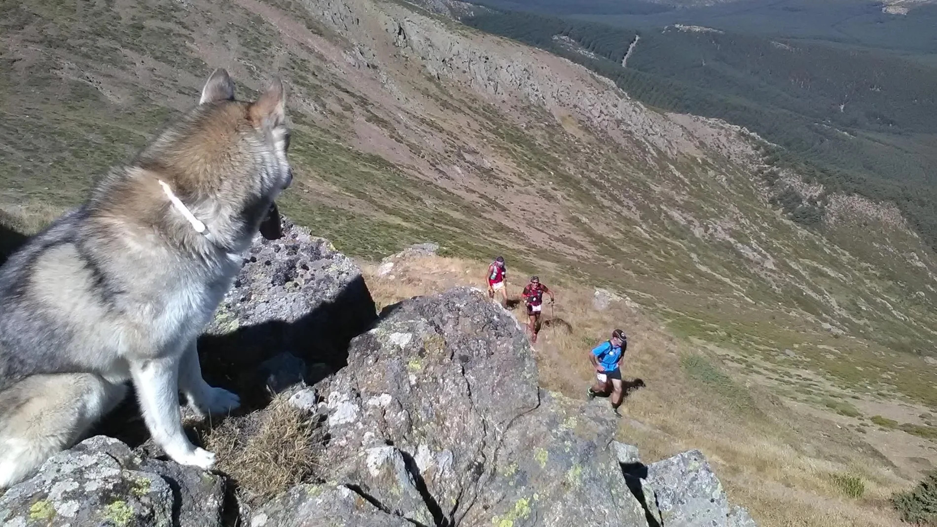 Un ejemplar de lobo observa a unos atletas que compiten un trial en la montaña