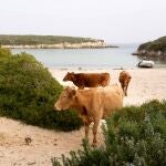 Vacas de raza menorquina