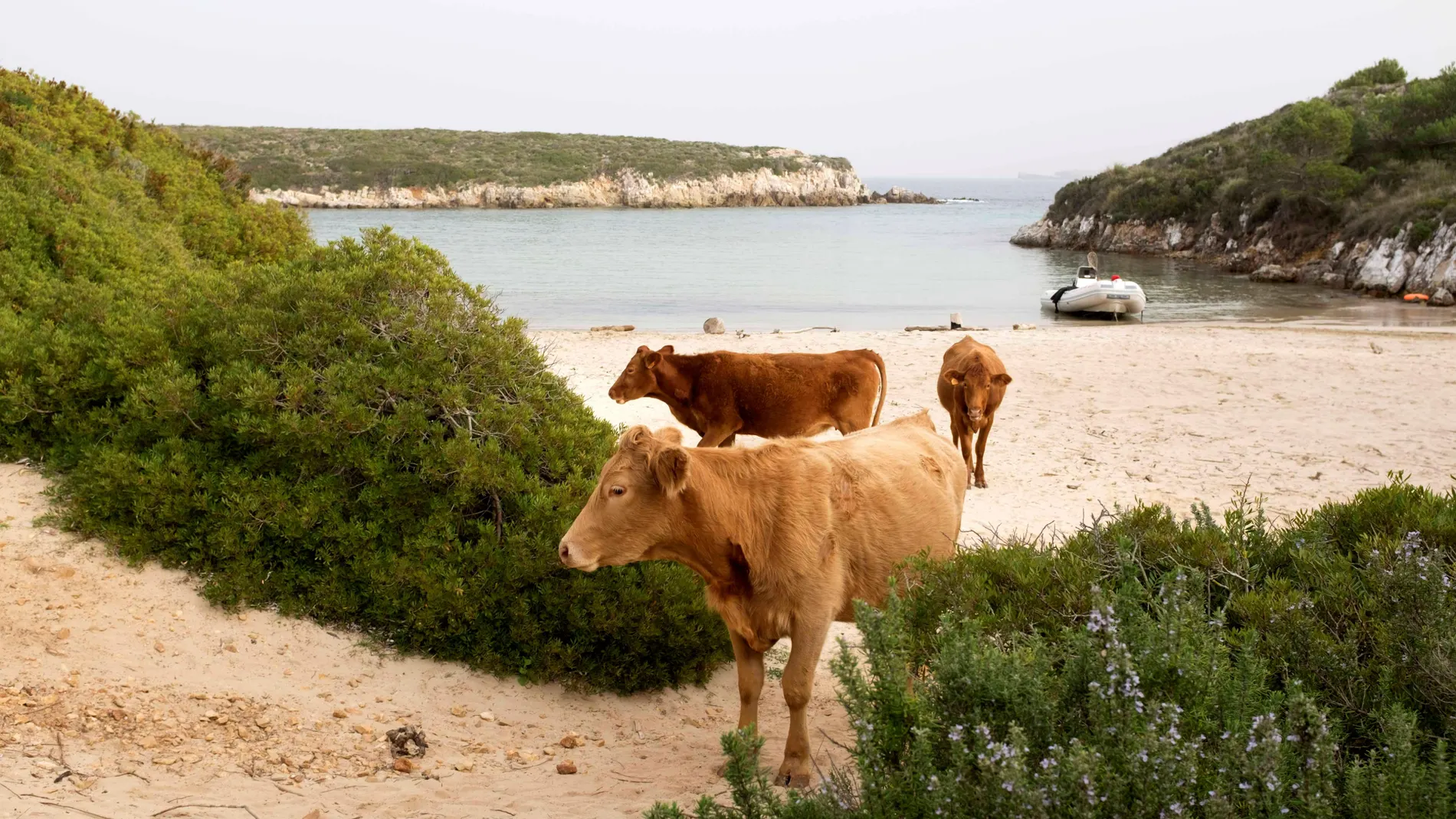 Vacas de raza menorquina