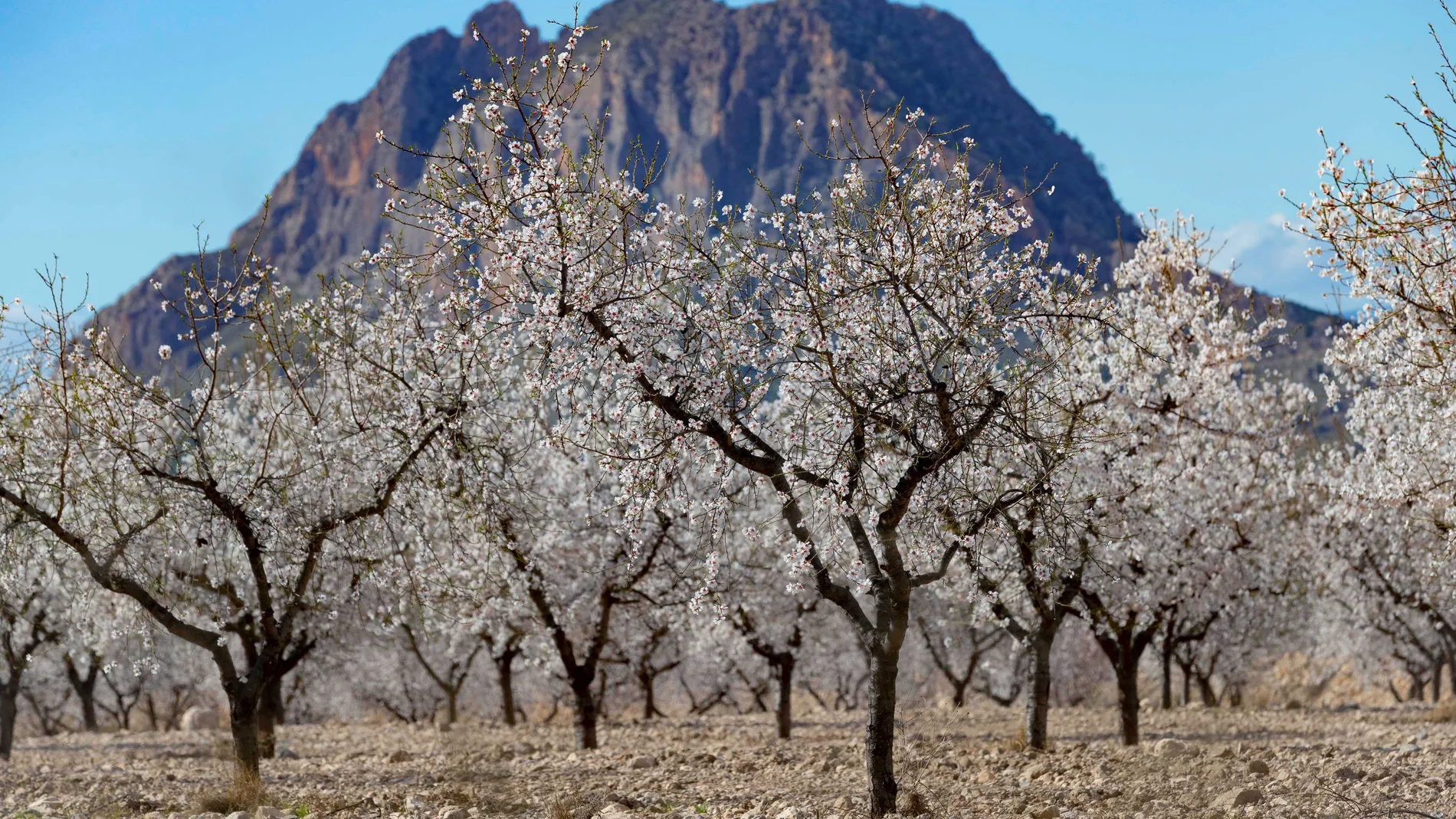 Detalle de un campo de almendros en flor, este lunes en una finca del paraje de La Herrada en Cieza (Murcia).