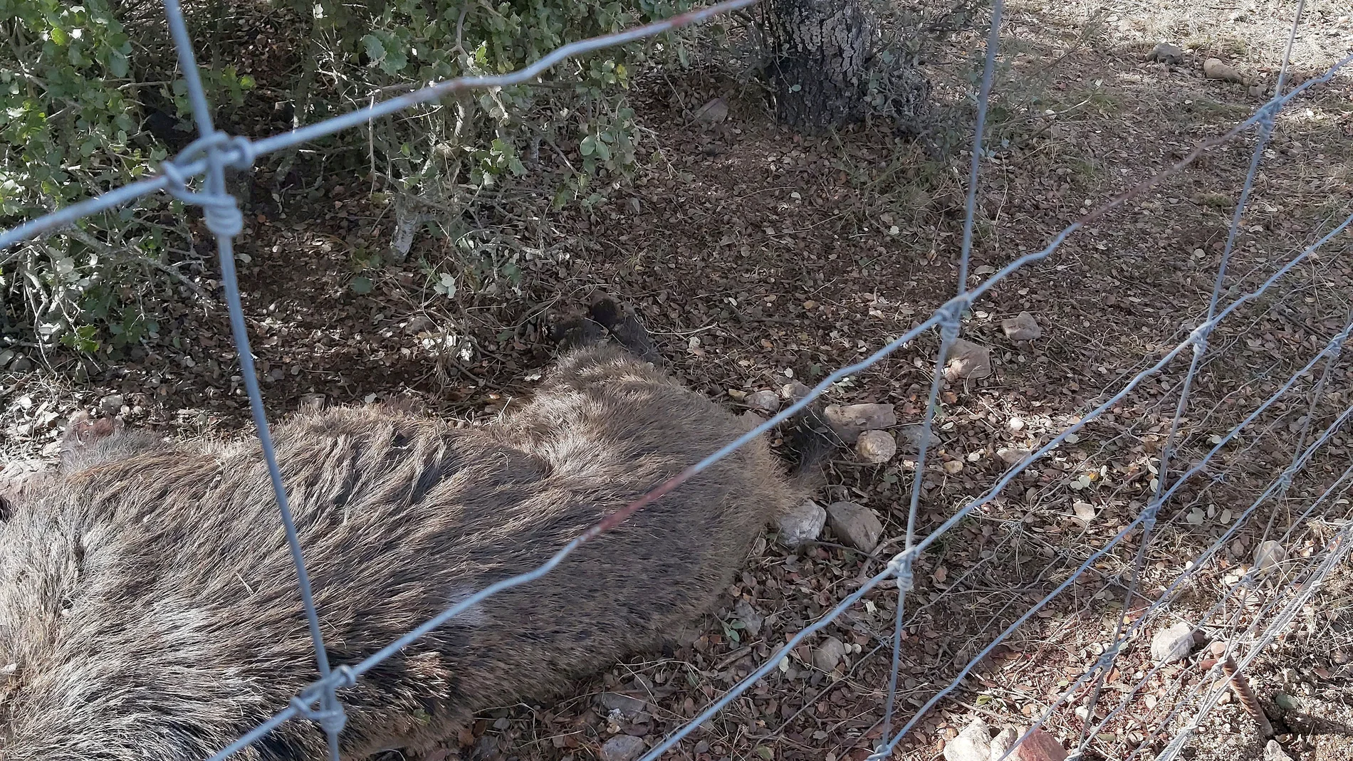 Jabalí cazado de forma furtiva en una finca cinegética privada de Segovia