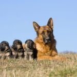 La Real Sociedad Canina pide a las autoridades sanitarias que consideren el adiestramiento de perros actividad esencial