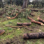 Trozos cortados de troncos y ramas de árboles en la Casa de Campo, en Madrid, tras el paso de Filomena