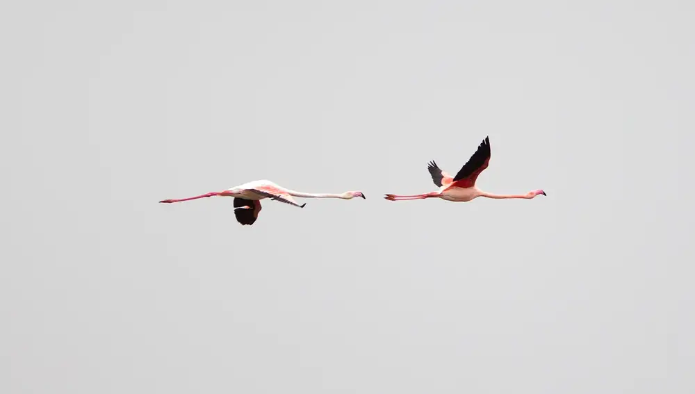 GRAFAND5963. FUENTE DE PIEDRA (MÁLAGA), 10/02/2021.-Una pareja de flamencos rosa vuelan sobre la laguna de Fuente de Piedra (Málaga). EFE/Jorge Zapata
