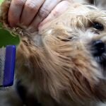 Los Yorkshire Terrier, una de las raza propensas a la insuficiencia cardiaca