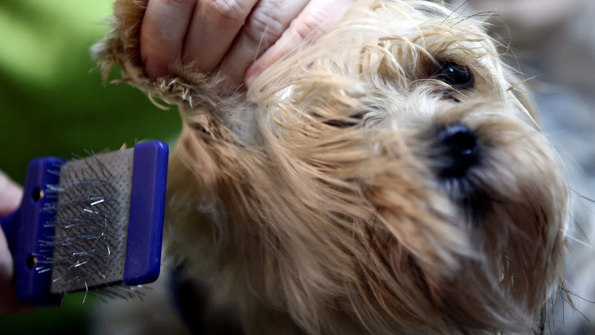 Los Yorkshire Terrier, una de las raza propensas a la insuficiencia cardiaca