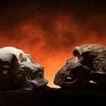 Los Homo sapiens y los Homo neardentalensis compartieron un periodo histórico, pero se conoce poco sobre cúando fué o que relación tenian entre sí. A la izquierda, cráneo de Homo sapiens. A la derecha, craneo de Homo neardentalensis.