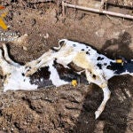 Investigado un ganadero de Casavieja (Ávila) después de aparecer en su explotación 22 vacas muertas