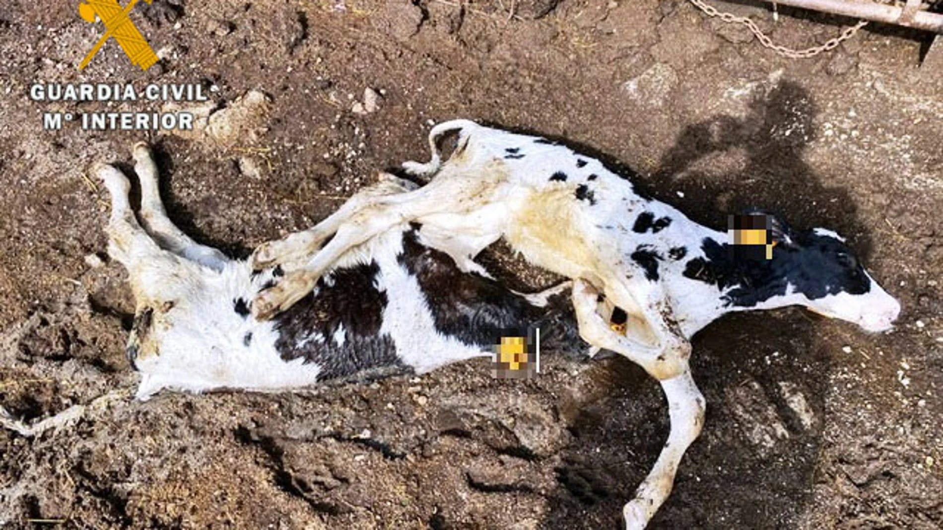Investigado un ganadero de Casavieja (Ávila) después de aparecer en su explotación 22 vacas muertas