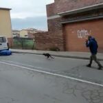 Un canguro perdido en las calles de la localidad de Roda de Ter.